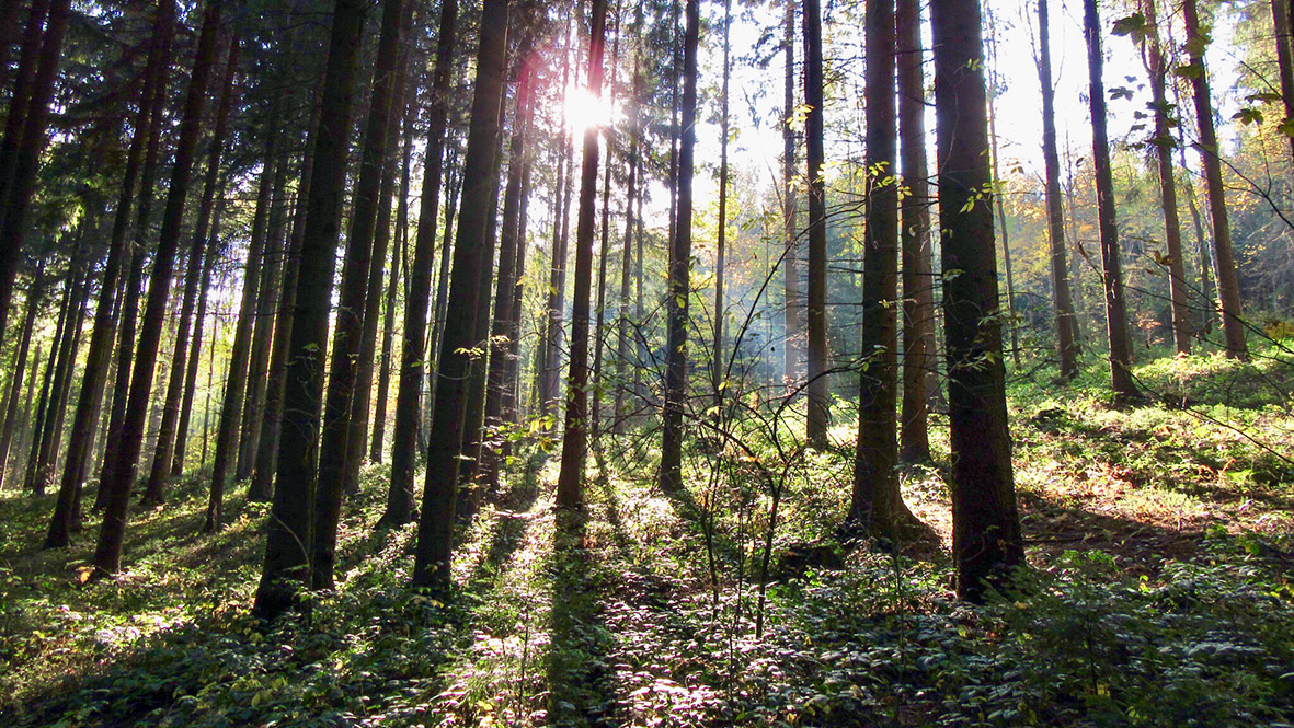 Die letzten sonnigen Herbsttage im Erzgebirge. Foto: Chris Bergau