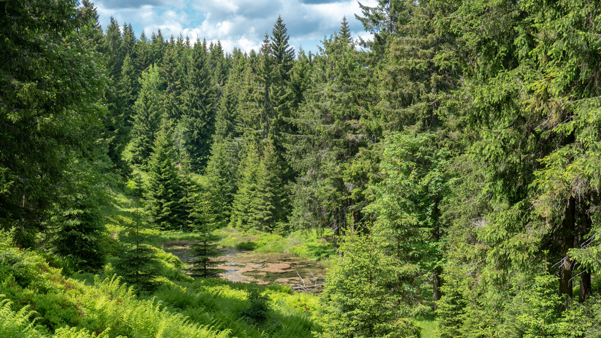 Im Zechengrund bei Kurort Oberwiesenthal. Foto: Chris Bergau