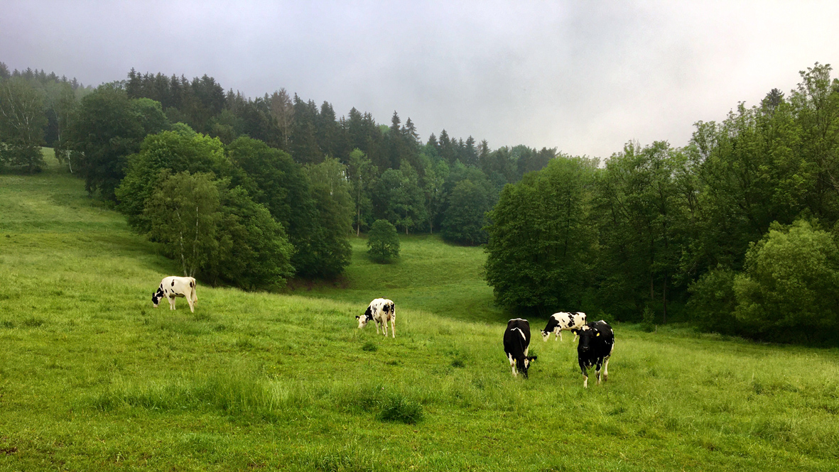 Sattes Grün im Erzgebirge. Eine Gaumenfreude für die Tiere und eine Augenweide für den Wanderer. Foto: Chris Bergau