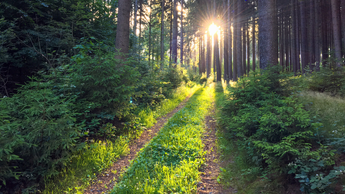 Die Sonne hüllt die Natur in eine fast magische Lichtstimmung. Foto: Chris Bergau