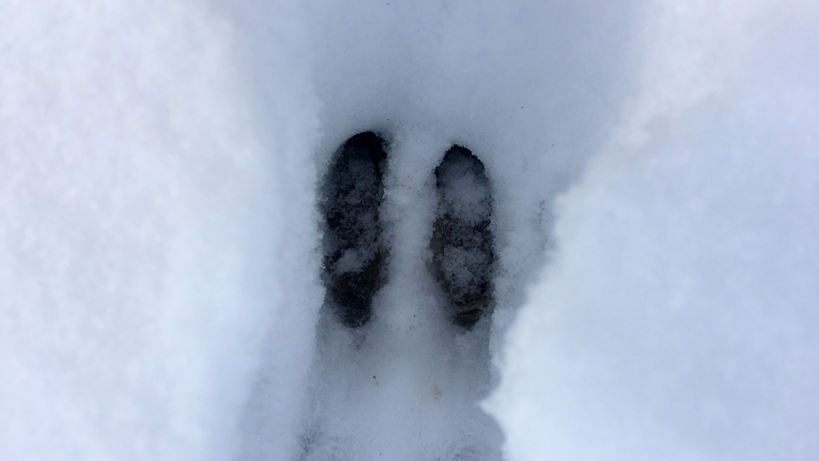 Rehspuren im Schnee. Foto: Daisy Richter