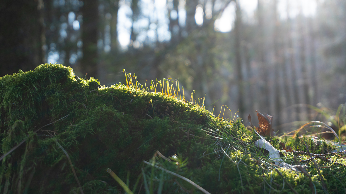 Frühlingserwachen. Foto: Chris Bergau