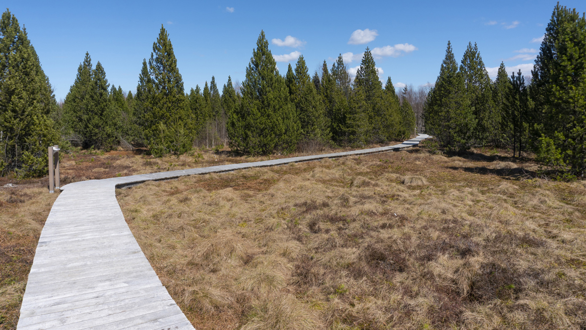 Moor bei Kühnhaide. Foto: Chris Bergau