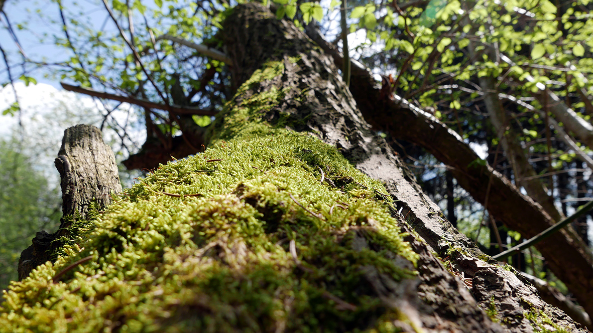 Einfach tolle Natur. Foto: Chris Bergau