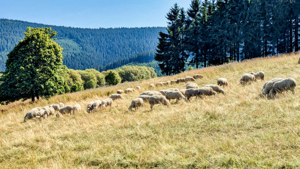 Die Schafe helfen die Wiesen am Fuße des Fichtelberges zu mähen. Foto: Chris Bergau